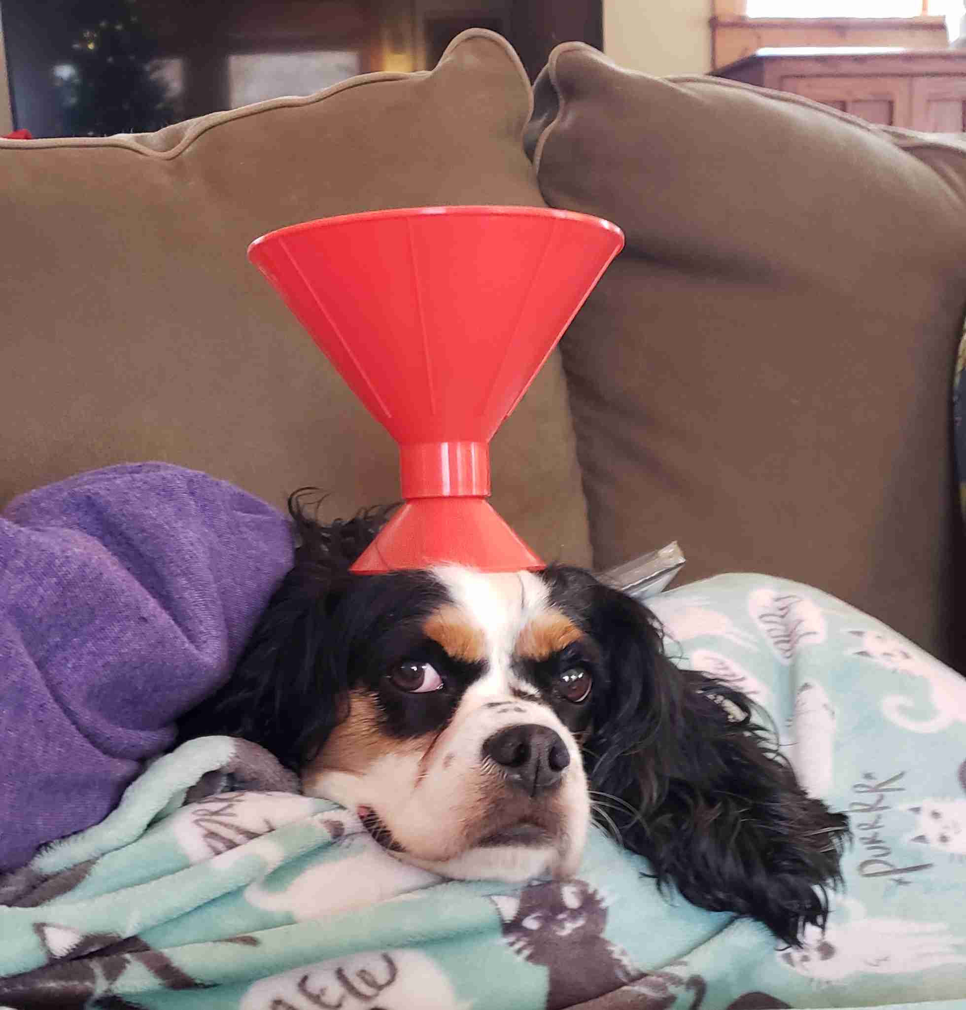 2018-12-25 Gussie.jpg